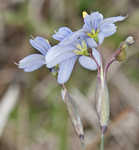 Nash's blue-eyed grass